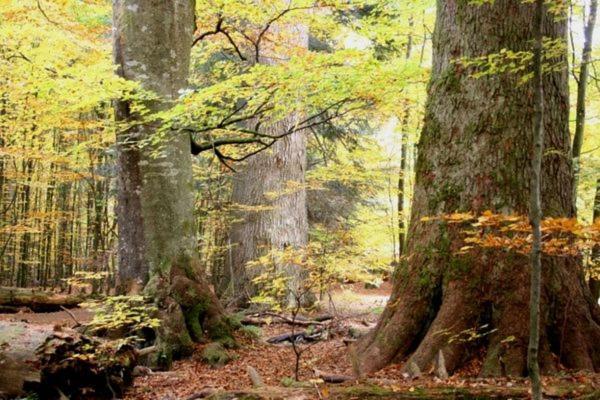 Das Alte Forsthaus Spiegelhuette Lindberg Exteriör bild